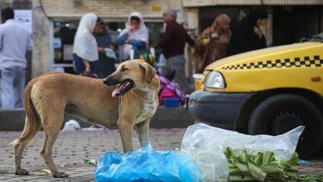 زنده گیری روزانه ۵۰ سگ بی‌صاحب در تهران/ مردم از غذارسانی بی رویه اجتناب کنند