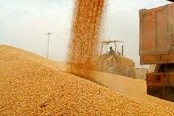 خرید تضمینی گندم در مازندران ۲۵ درصد رشد یافت