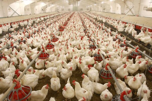 قیمت مرغ به ۱۸.۵ هزار تومان رسید/افت ۲۵ درصدی تولیدی در تابستان