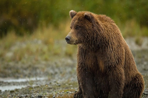 لاشه دو فرد خرس قهوه ای در مرودشت  پیدا شد
