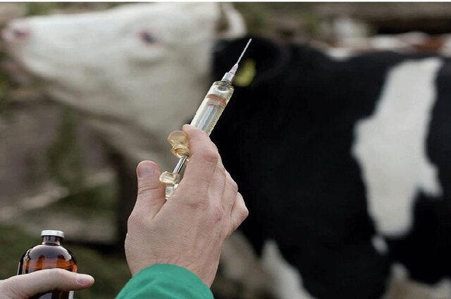 واکسن‌های دام و طیور از سوی ستاد زیست فناوری حمایت می‌شود