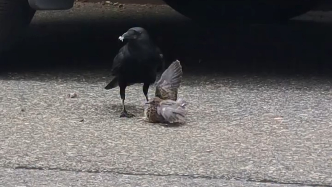 کلاغ با بیرحمی یک پرنده را زجرکش کرد + فیلم