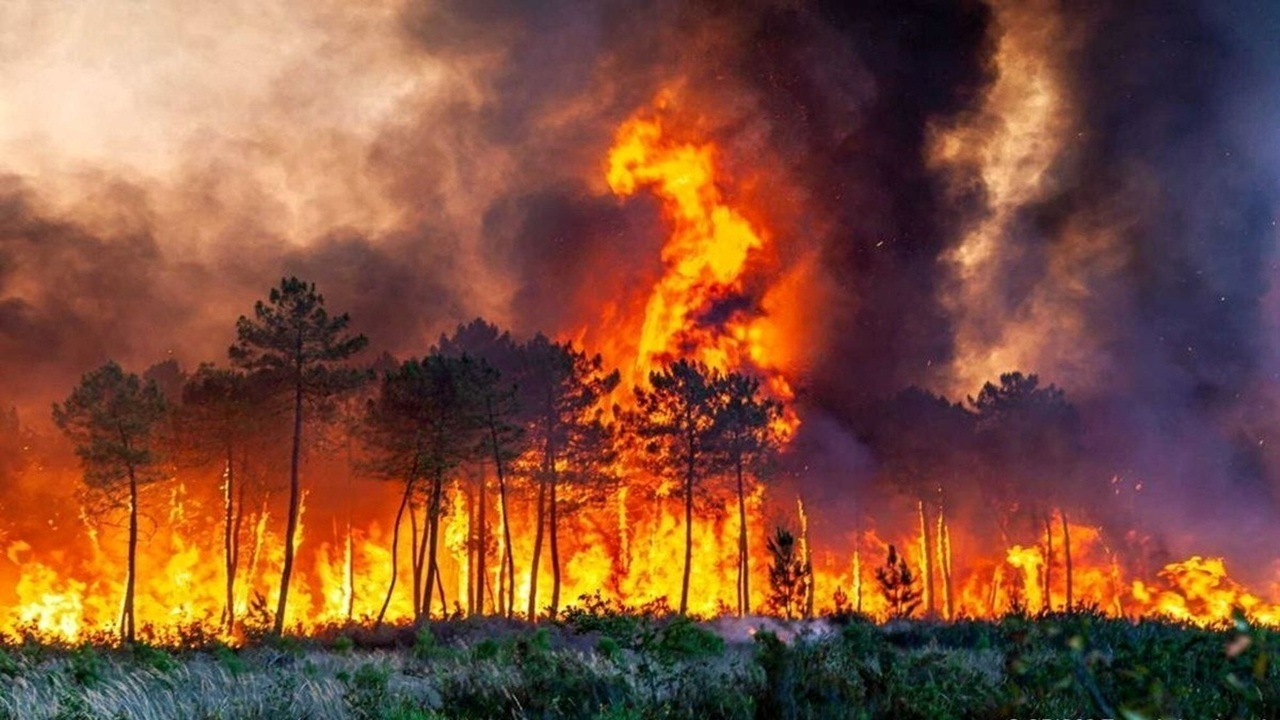 هیرکانی؛ جواهری سبز در چنگال زخم