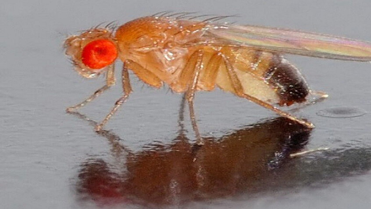 نسل جدیدی از مگسهای میوه برای مطالعه ژنتیک و تولید مثل به فضا پرتاب میشوند