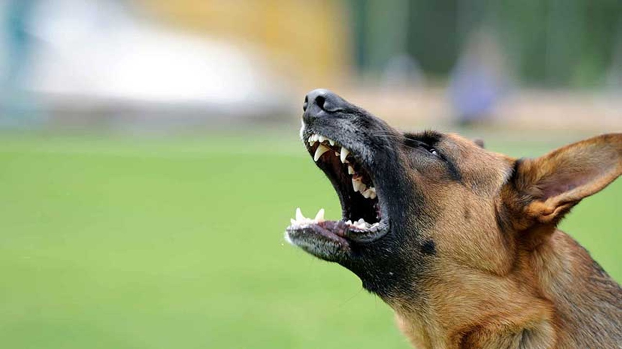 حمله سگ تربیت شده به یک کودک + فیلم