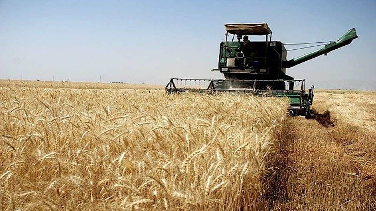 خرید تضمینی گندم از مرز ۵ میلیون تن گذشت