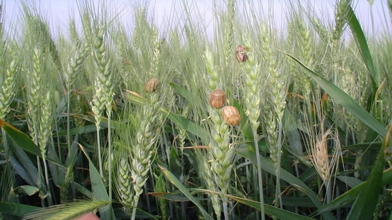 پاییز کم بارش آفت سن گندم در مزارع را افزایش داد