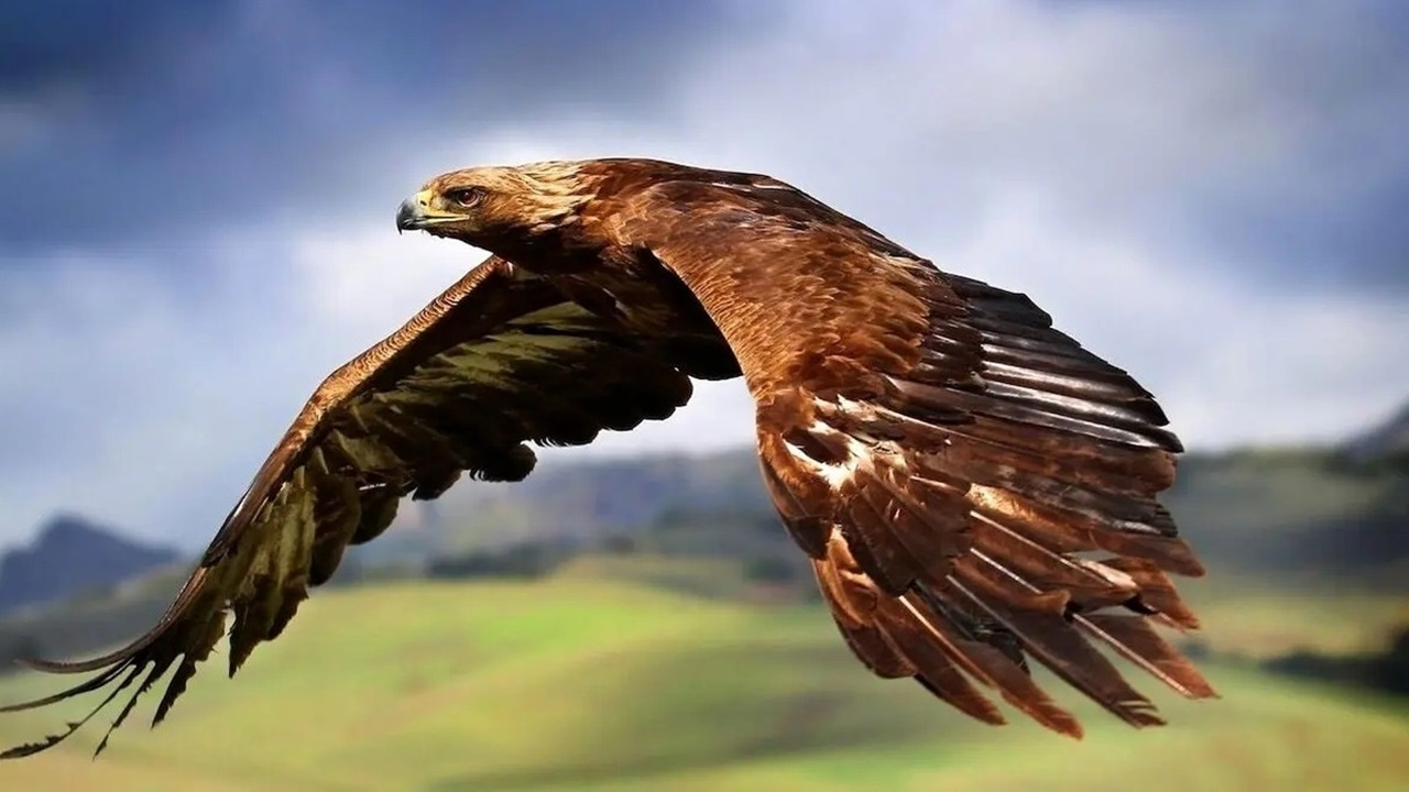 آزادسازی یک عقاب در ارتفاعات کوهستانی شاهو + فیلم