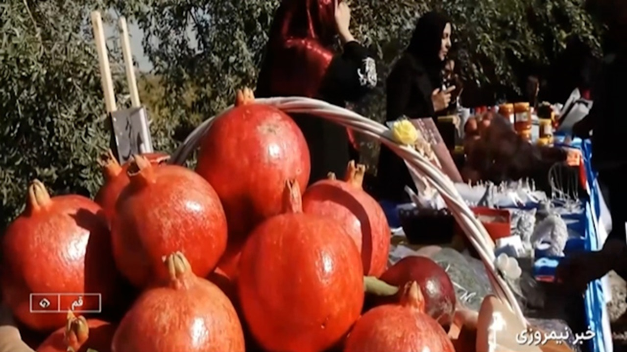جشنواره برداشت انار در قم + فیلم