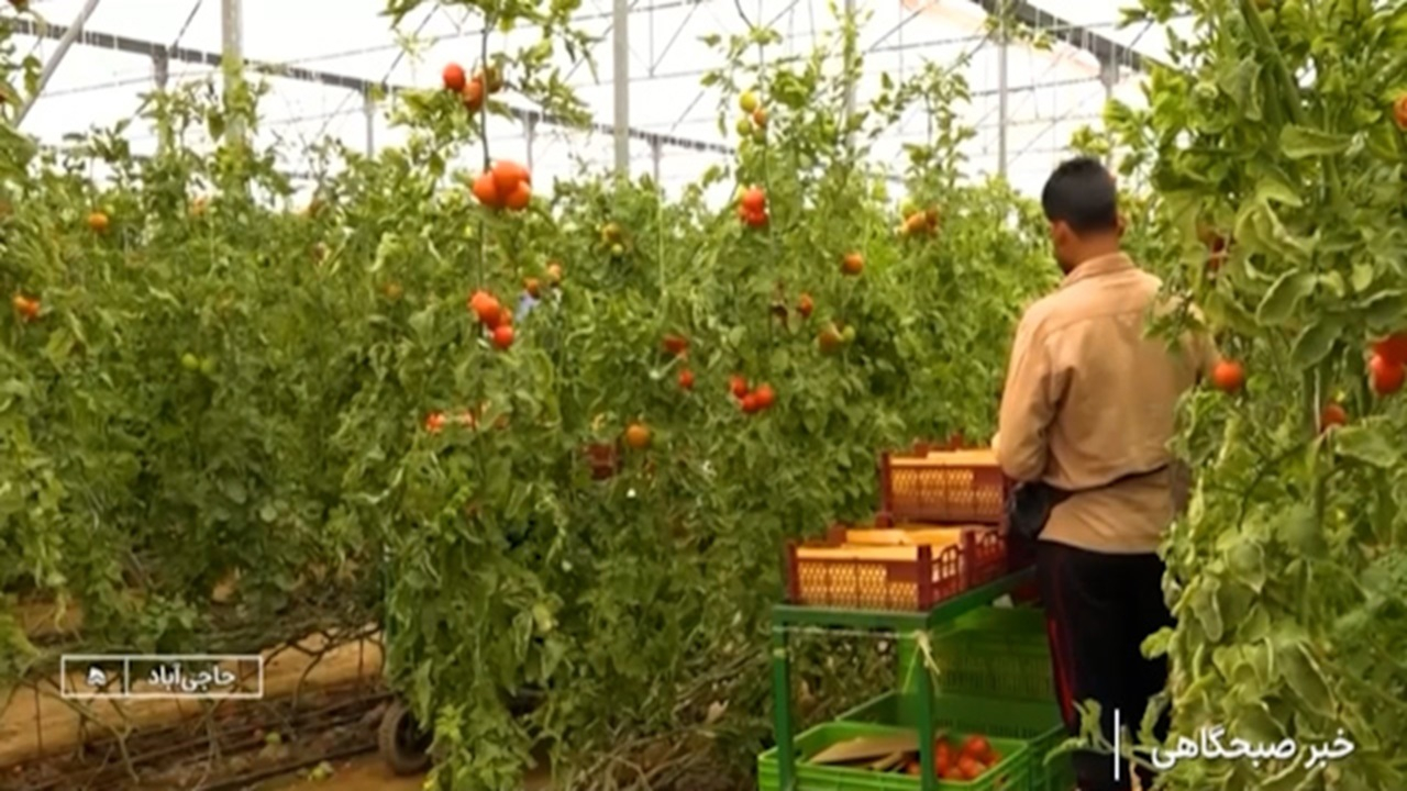 شهدادی، روستای گلخانه‌ای + فیلم