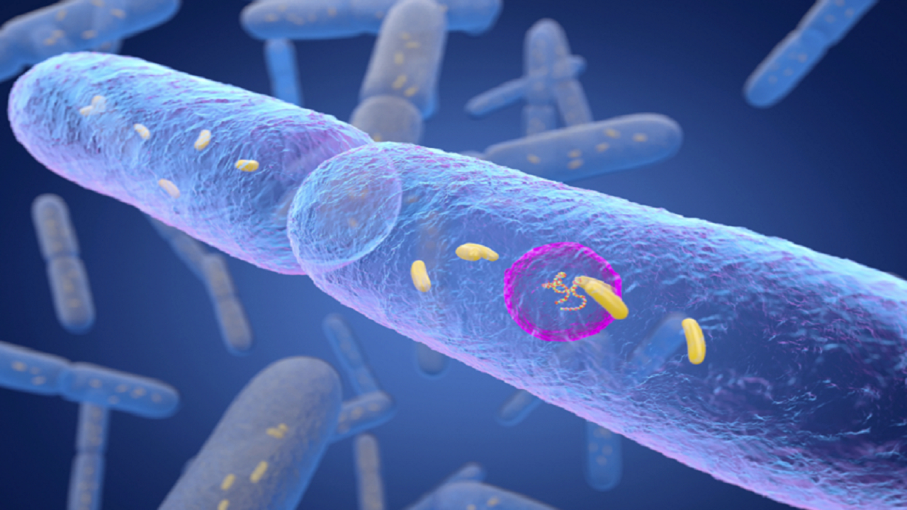 باکتری‌های روده نقش محافظتی در برابر دیابت دارند