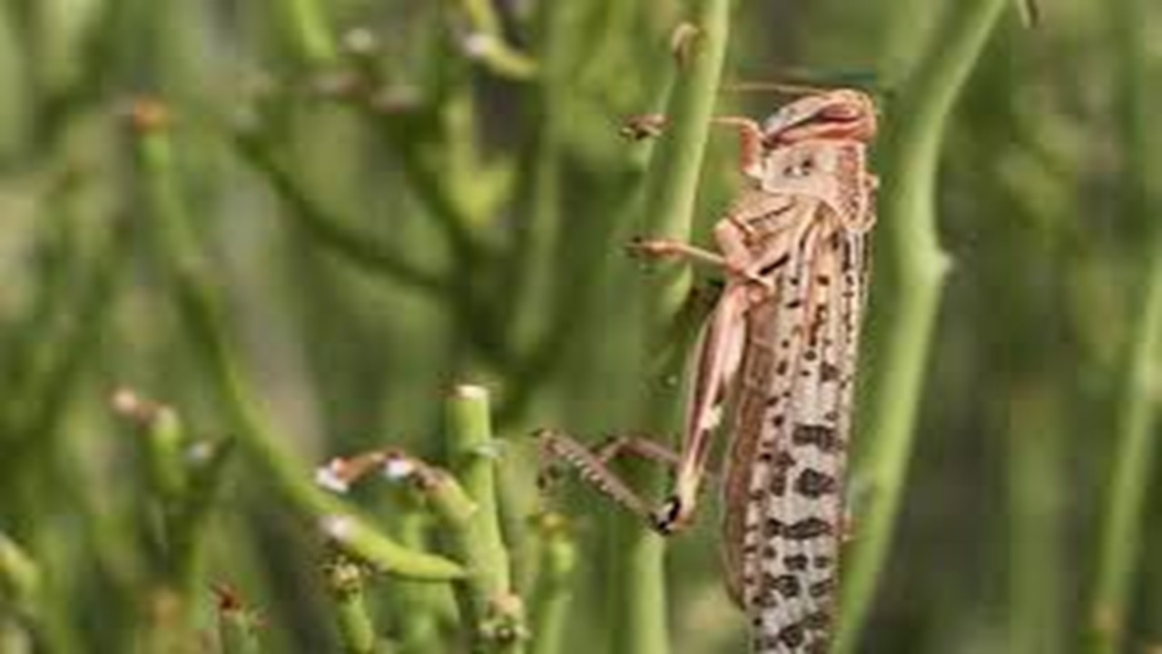 آمادگی برای مقابله با حمله احتمالی ملخ صحرایی + فیلم