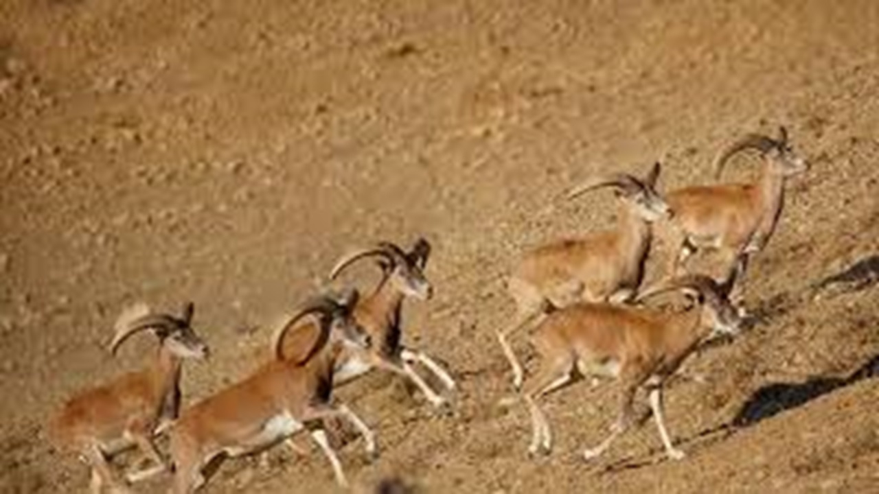 منطقه حفاظت شده درمیان - سربیشه  + فیلم