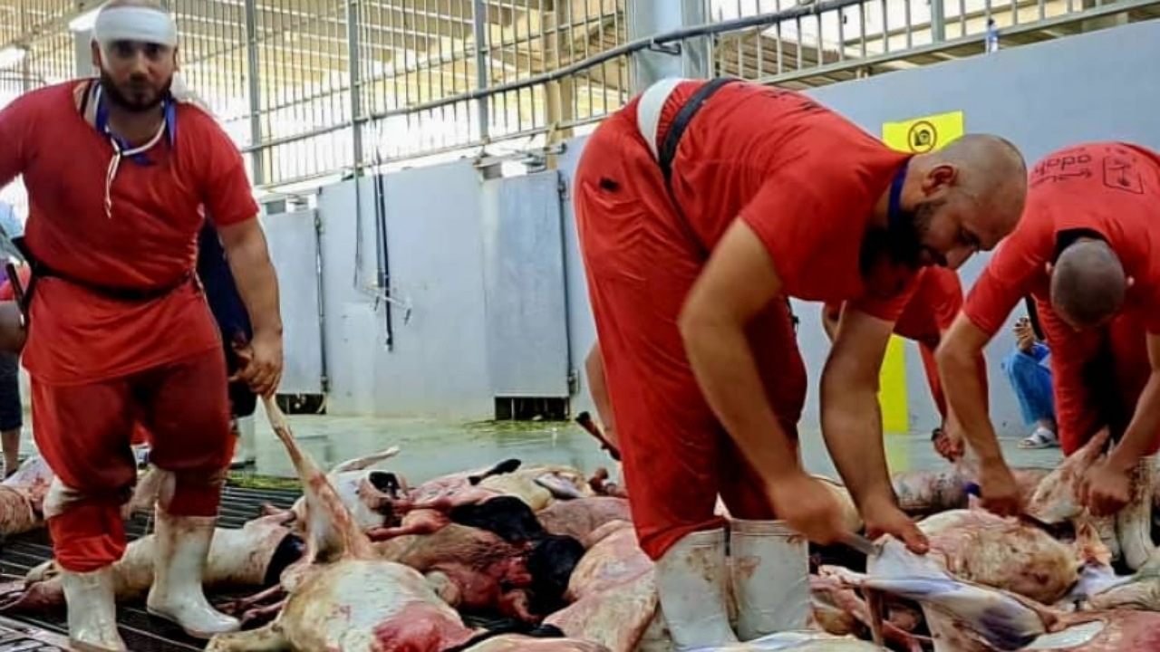 حدود ۸۵هزار قربانی حج، به دست ۷۴ ذابح باتجربه ایرانی انجام شد