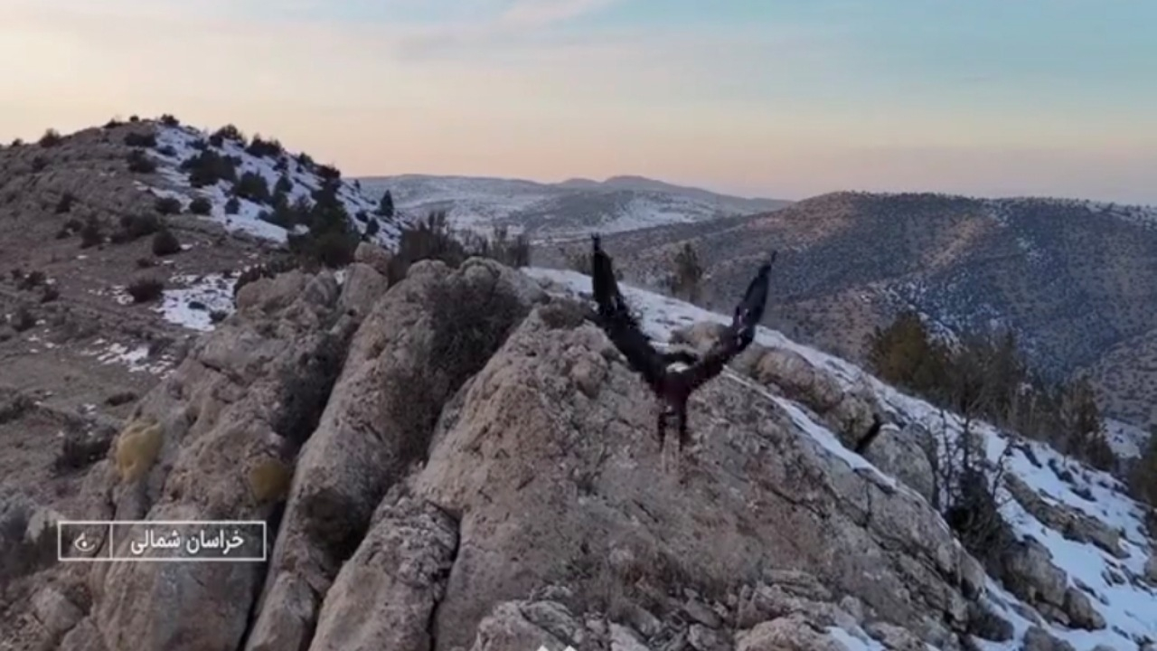 لحظه حمله عقاب به پهپاد تصویربرداری در خراسانشمالی + فیلم