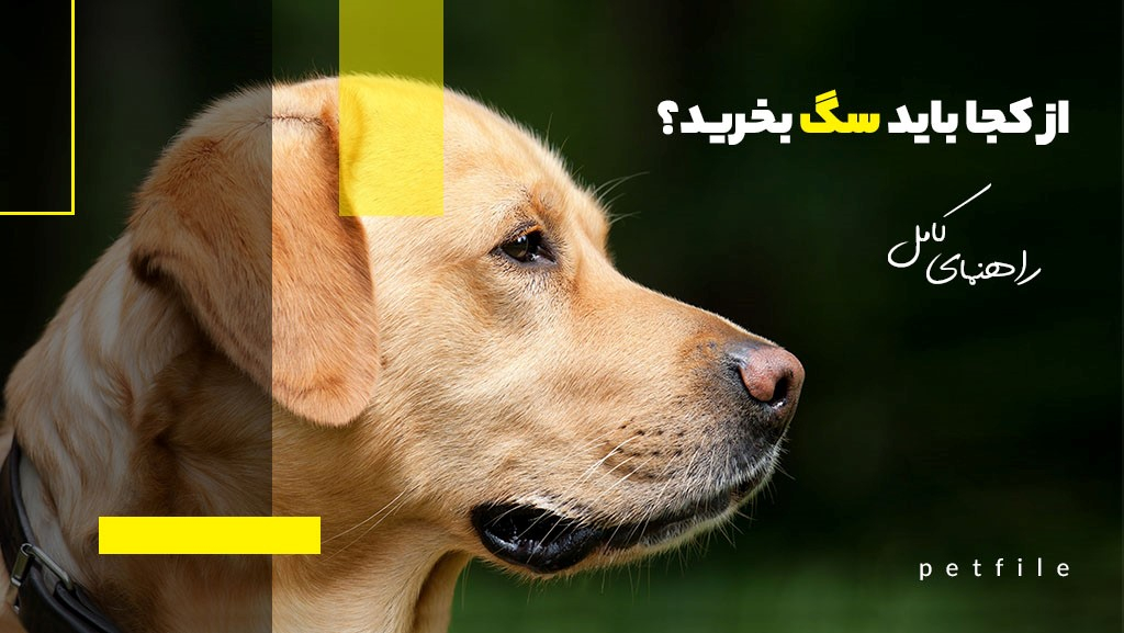 از کجا باید سگ بخرید