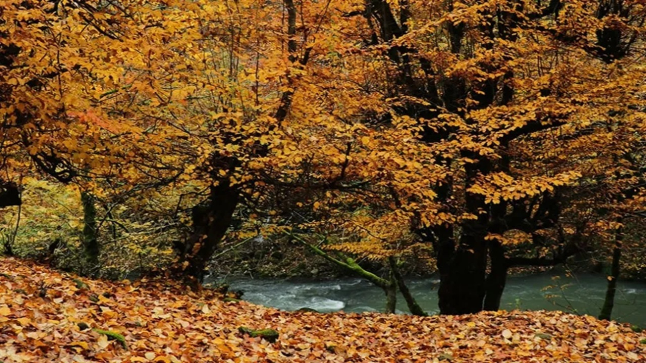 طبیعت آستارا در قاب پاییز + فیلم