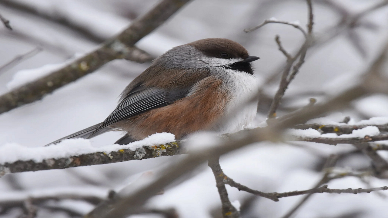 راهکارهای عجیب حیوانات برای زنده ماندن در سرما