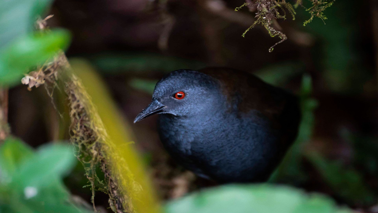 پرندگان گمشده پس از ۲۰۰ سال به گالاپاگوس بازگشته‌اند