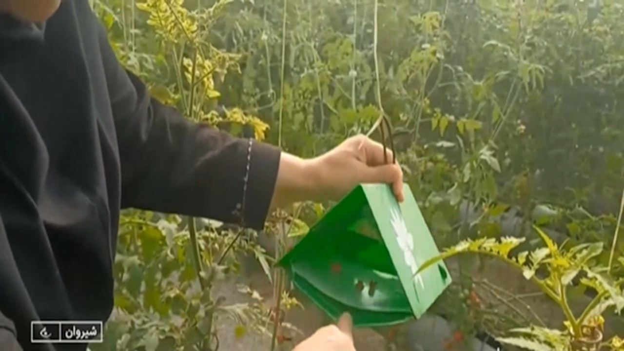 تلههای فرمونی روش موثر در کنترل آفات + فیلم