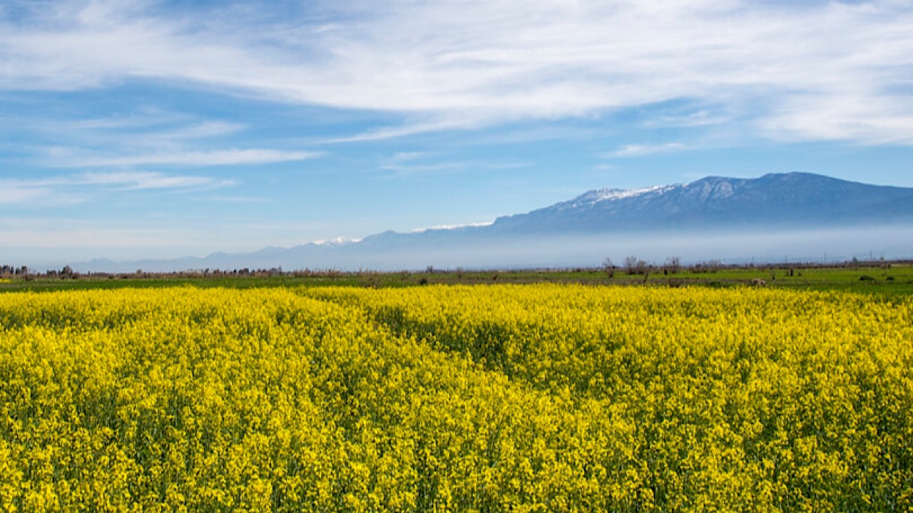 کشت کلزا برای کشاوزان باید صرفه اقتصادی داشته باشد
