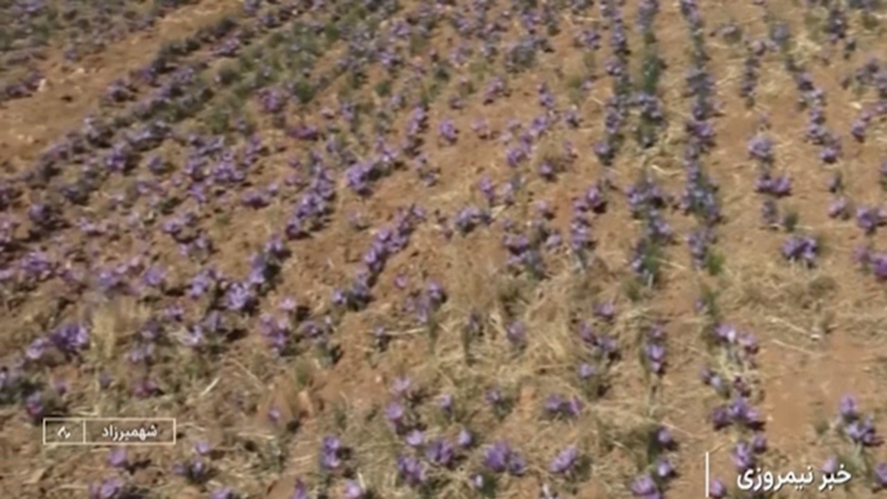 برداشت زعفران در شهمیرزاد + فیلم