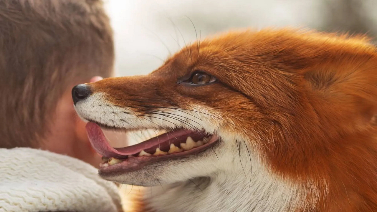 چرا همه حیوانات وحشی را نمیتوان اهلی کرد؟