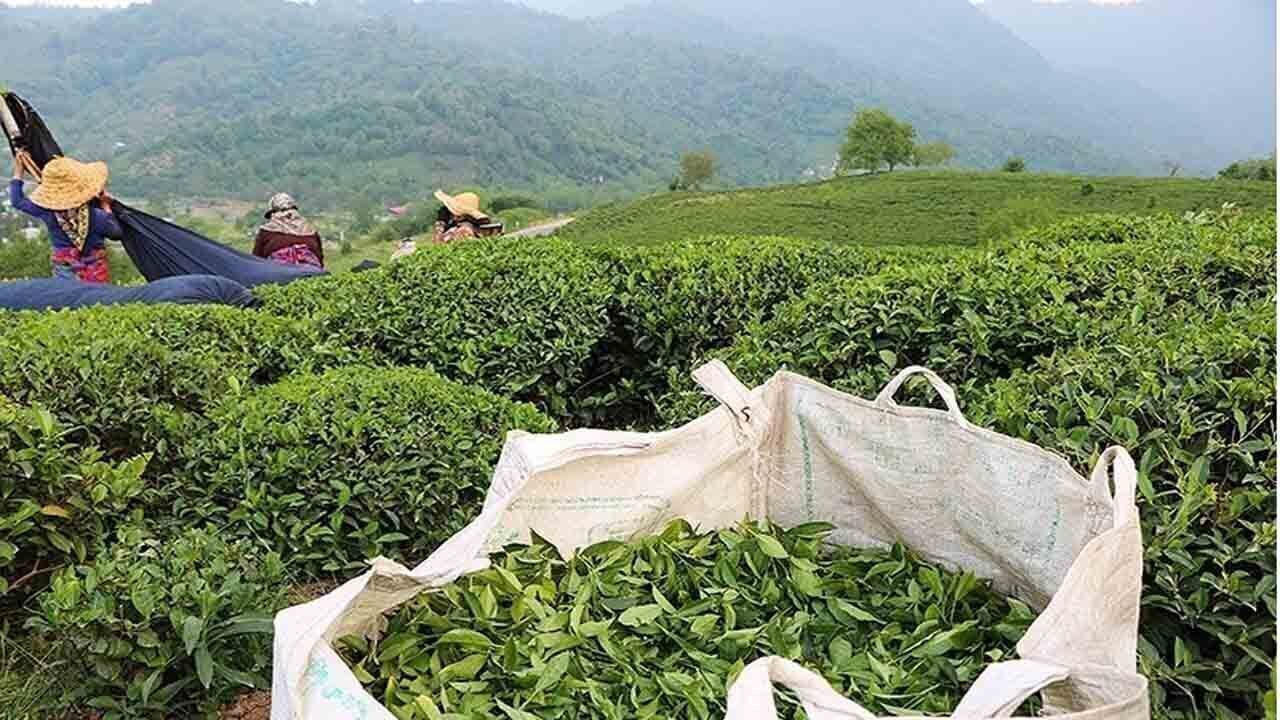 حداکثر قیمت هرکیلو چای برای مصرف کننده به ۴۵۰ هزارتومان رسید