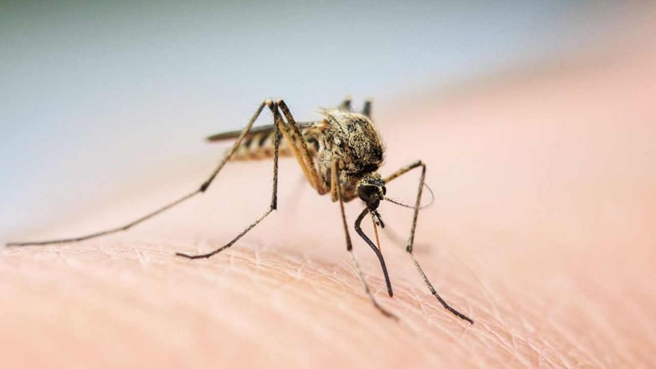 راز خوفناک پشه‌ها فاش شد