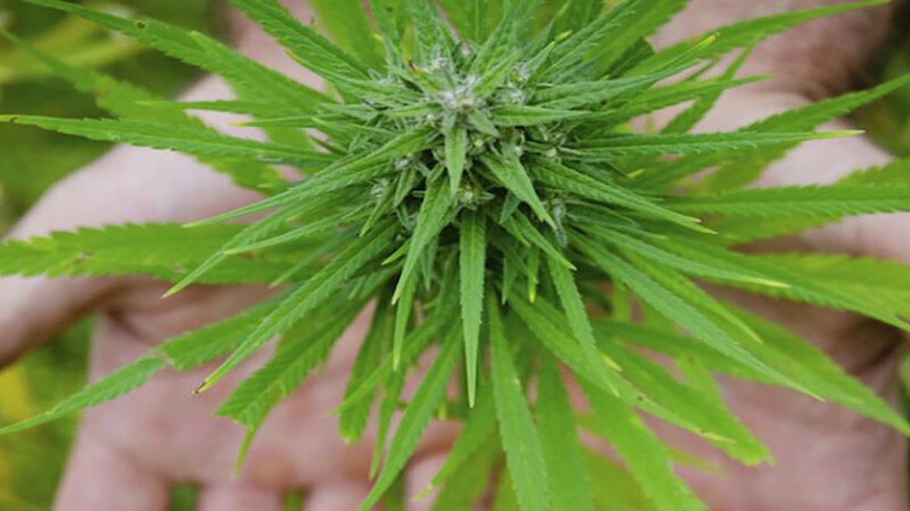 مخدرهای عجیب که به اسم گل به فروش میرسند، اما بسیار خطرناکتر هستند