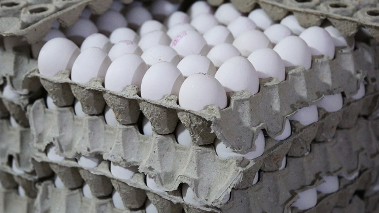صادرات تخم مرغ به ۳۰ هزارتن رسید