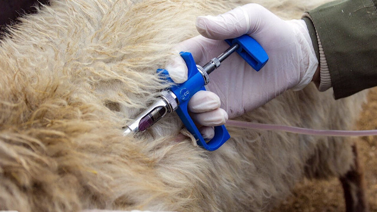 ۵.۳ میلیون دز واکسن تب برفکی وارد و تزریق شد