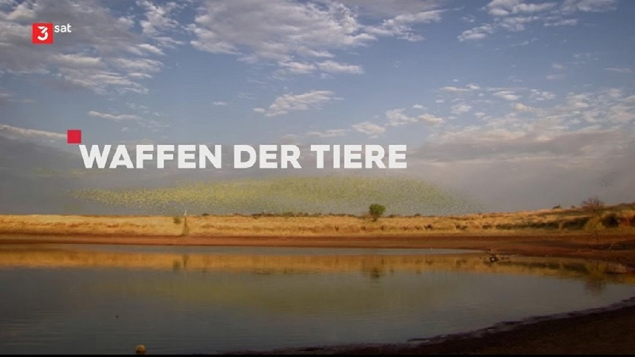 «نبرد توانمندی‌های حیوانات» در قاب شبکه مستند