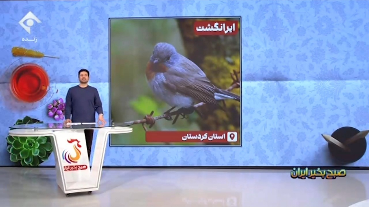 توصیه به افرادی که پرندگانی را از روی دلسوزی در طبیعت رها می‌کنند + فیلم