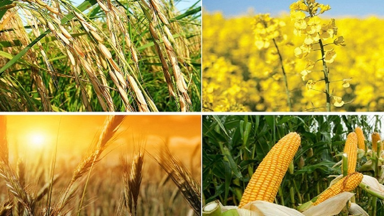 قیمت گذاری ۳۱ قلم محصول کشاورزی به کجا رسید؟