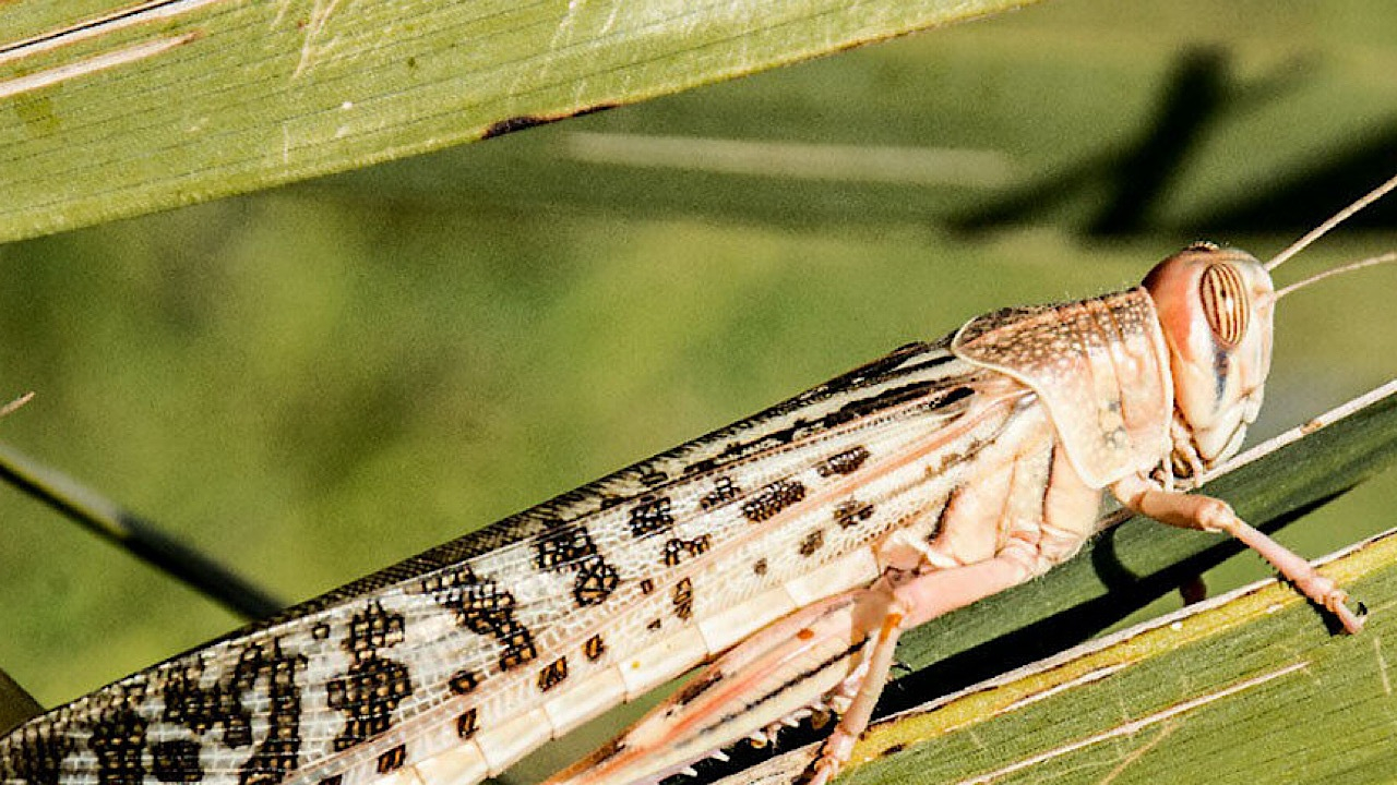 احتمال حمله ملخ صحرایی به استانهای جنوبی