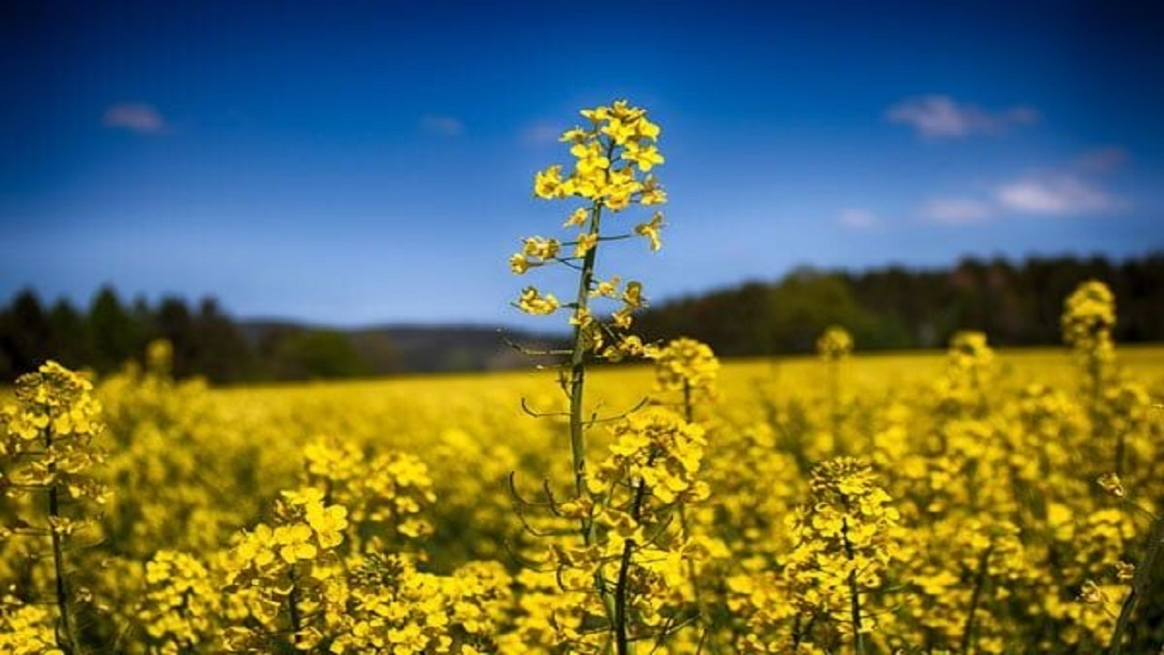بساط مصرف بالای روغن و قاچاق برچیده میشود