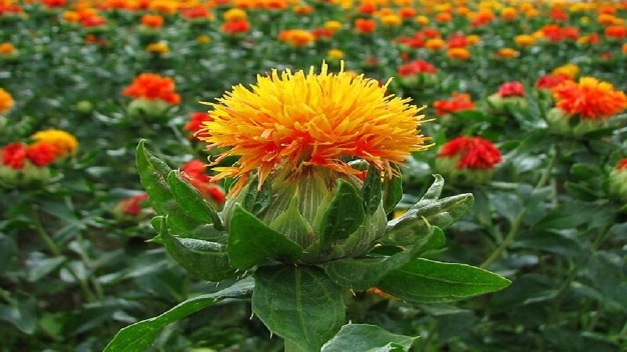 گلرنگ، گیاهی بومی با خواص دارویی و خوراکی + فیلم