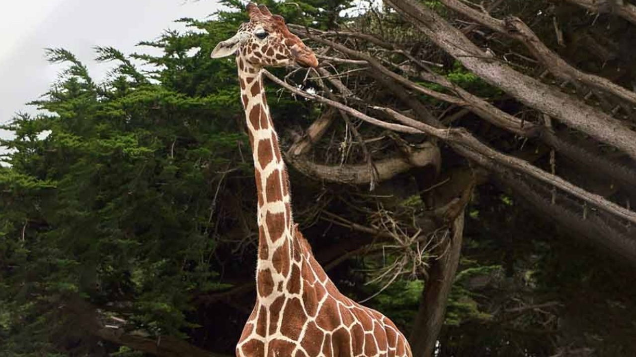 راز پا‌های بلند زرافه؛ همه‌چیز زیر سر «قلب» است نه گردن!