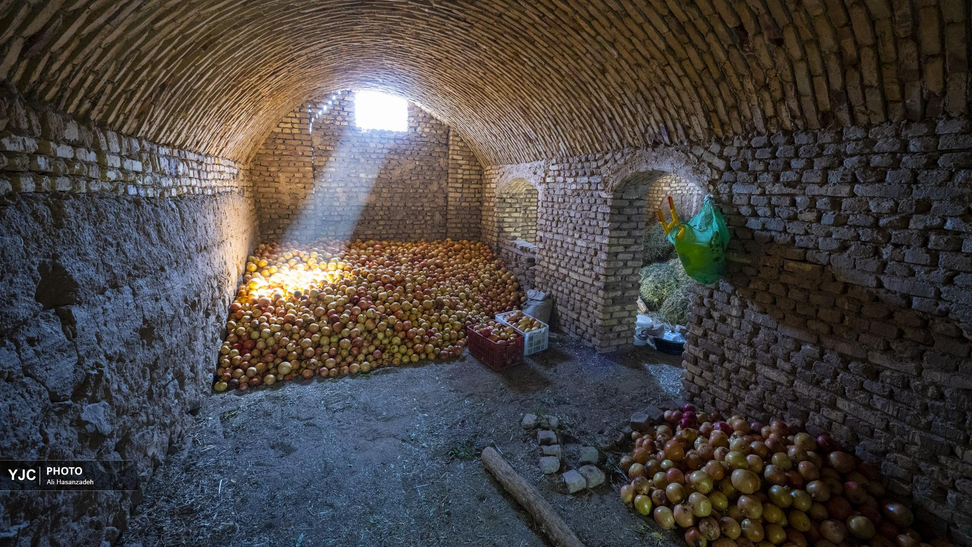 برداشت انار از باغهای یزد