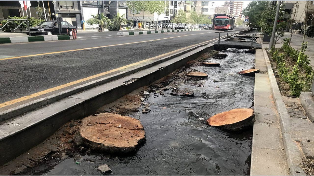 قطع درخت در منطقه ۱۴ تهران/ شهرداری منطقه پاسخگو نیست