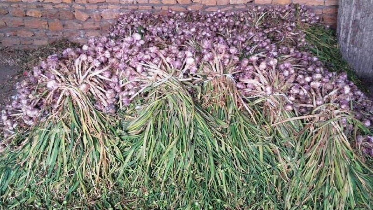 مصرف سیر خام ناشتا باعث لاغری نمیشود