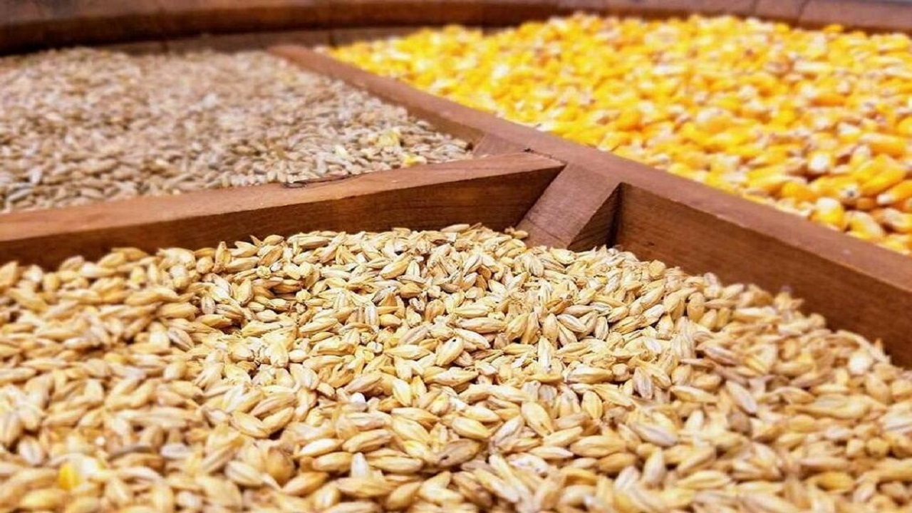 کاهش تصدیگری دولت در واردات نهاده دامی