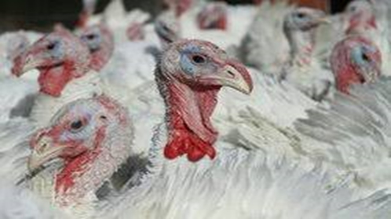 زنجان دومین استان تولیدکننده گوشت بوقلمون در کشور + فیلم