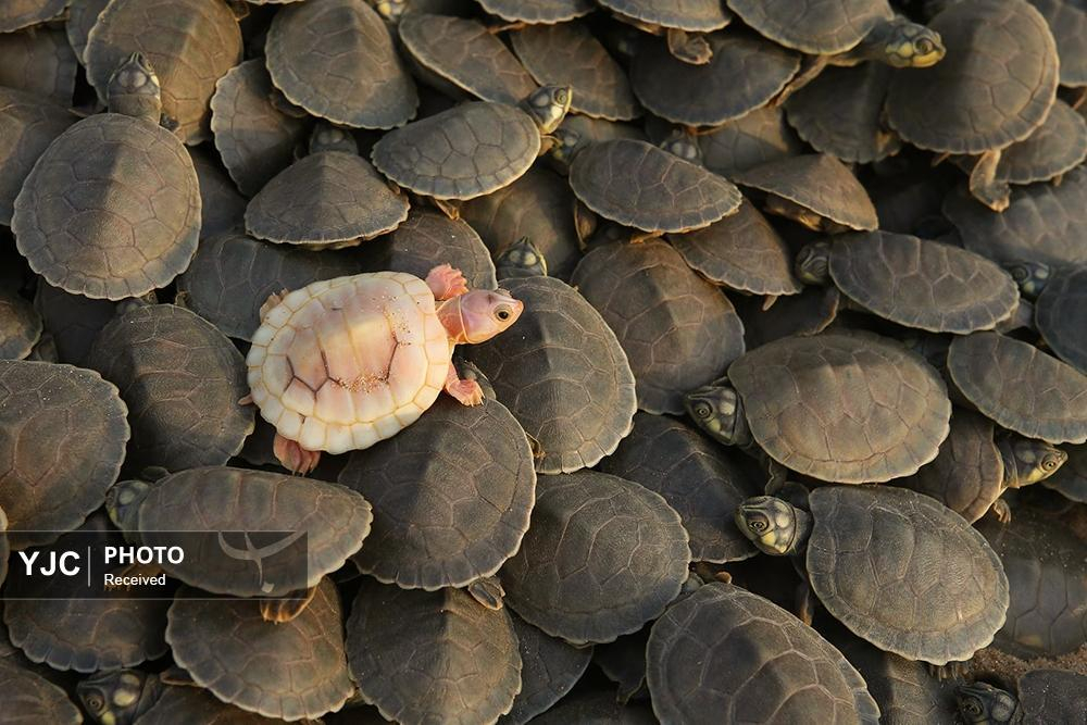 گزیده‌ای از عکس‌های دنیای حیات وحش