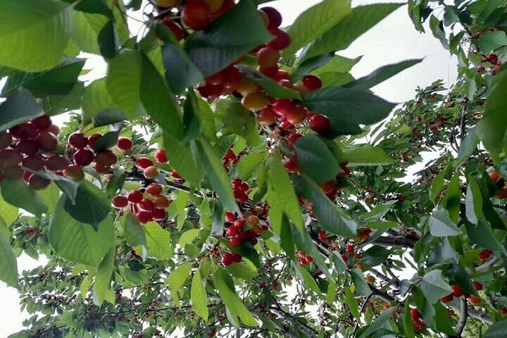 ارزآوری ۴.۳ میلیارد دلاری محصولات باغی و گلخانهای