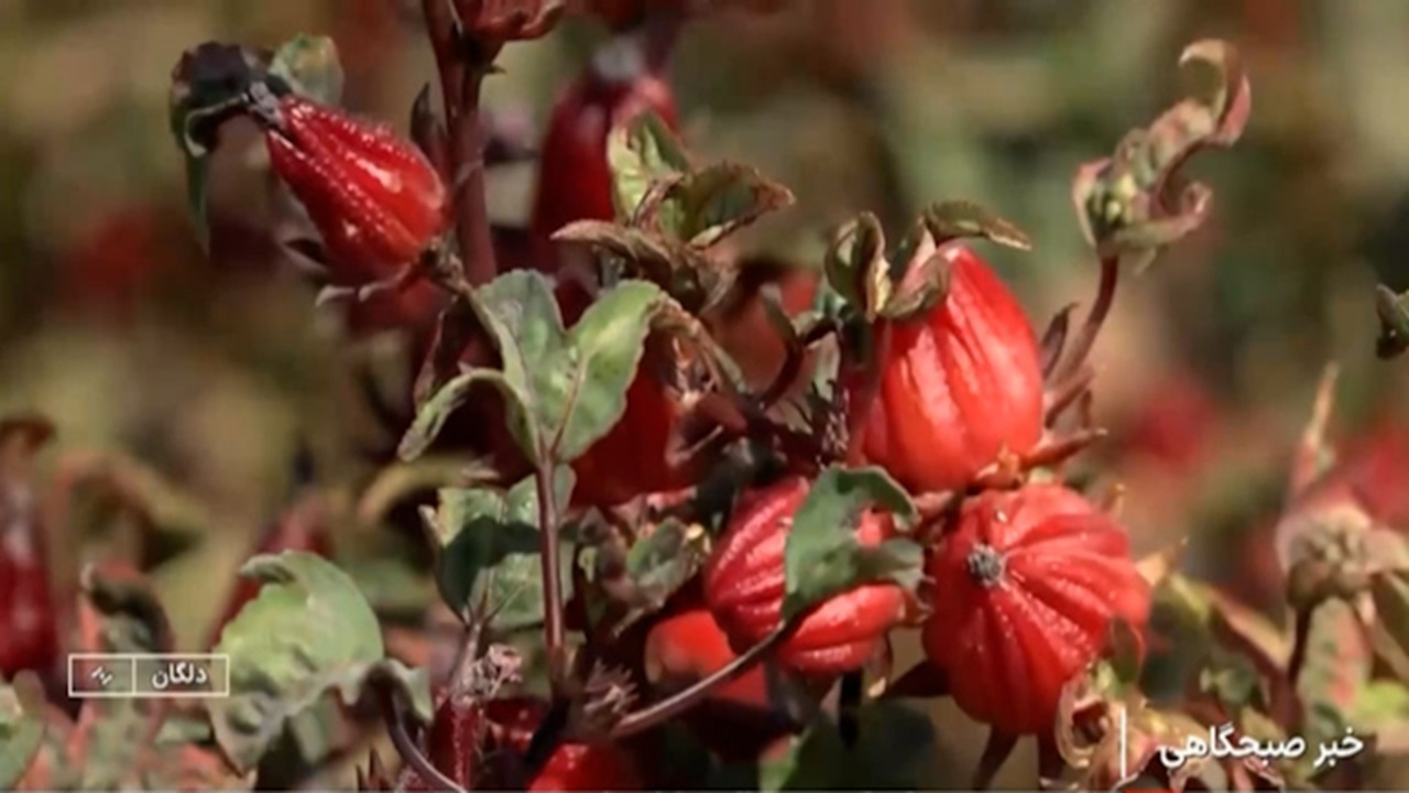 برگزاری نخستین جشنواره چای ترش در دلگان + فیلم