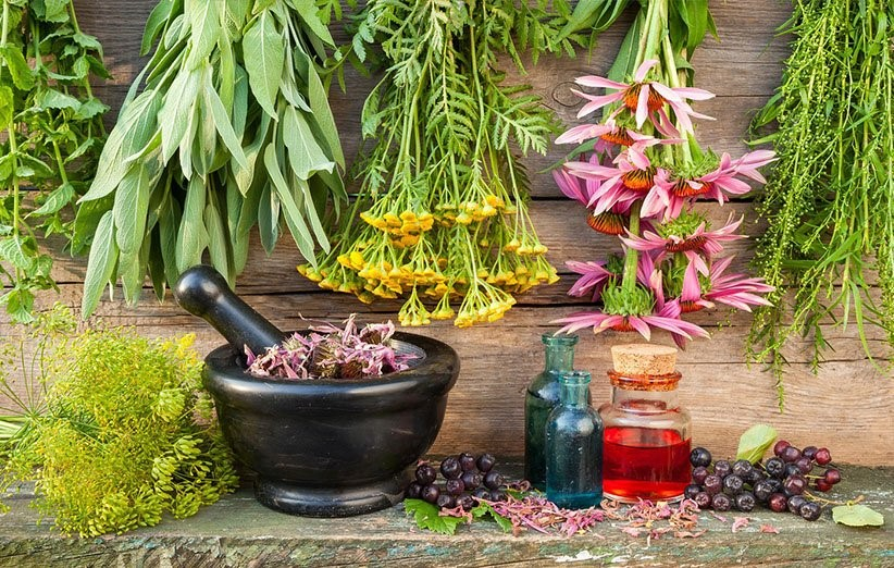 خرید عصاره چای سبز برای درمان دیابت و سایر گیاهان دارویی از آشا ارگانیک