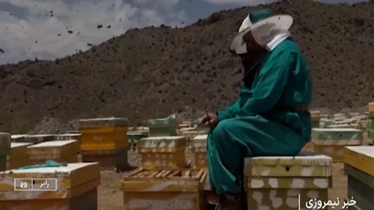 پرورش زنبور عسل به همت بانوان رابری + فیلم