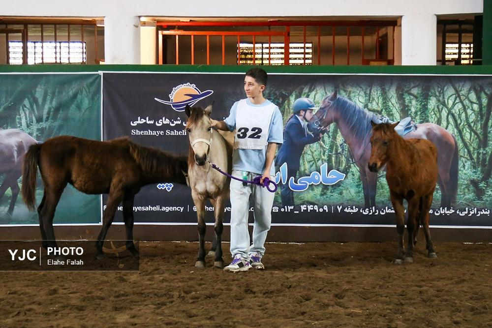 جشنواره ملی زیبایی اسب اصیل نژاد کاسپین